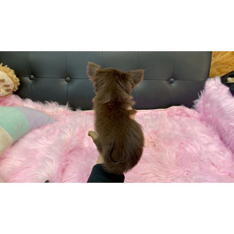 販売中の兵庫県のチワワ(ロングコート)-450572の4枚目