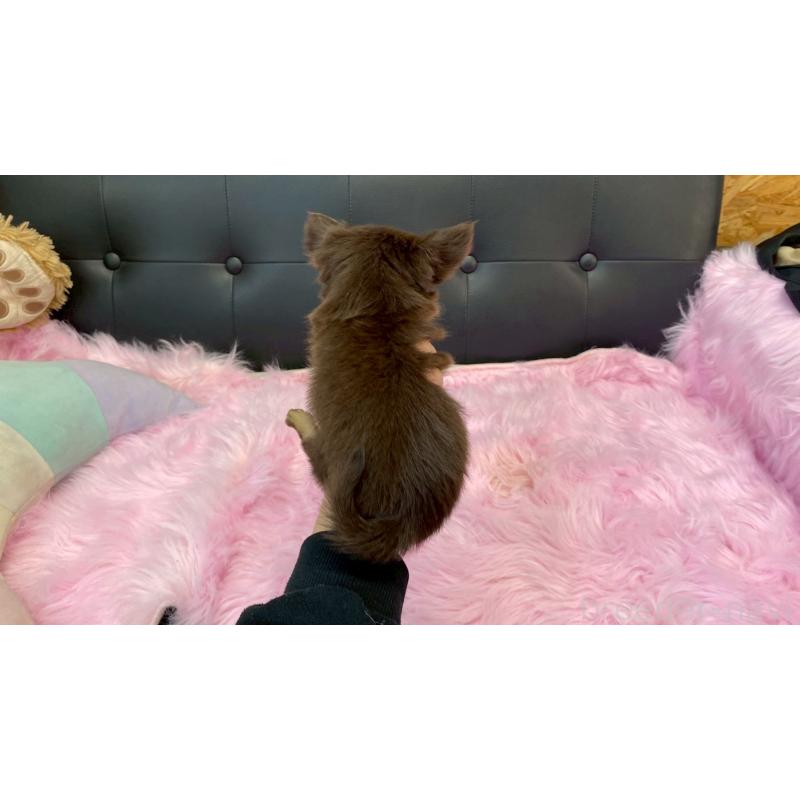 販売中の兵庫県のチワワ(ロングコート)-450572の3枚目