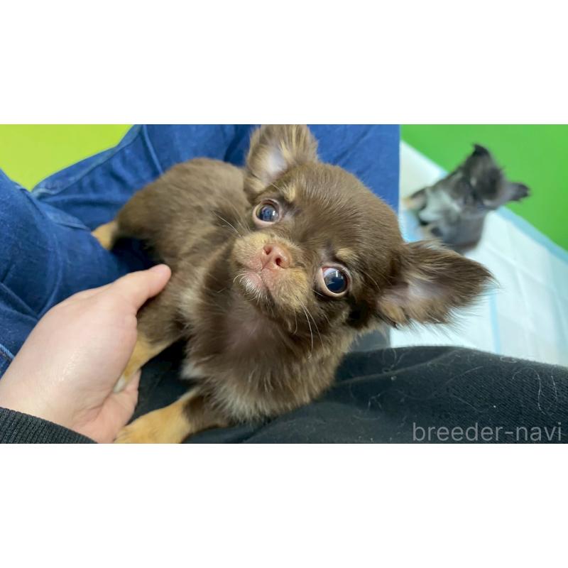 販売中の兵庫県のチワワ(ロングコート)-450572の2枚目