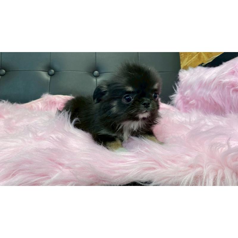 販売中の兵庫県のチワワ(ロングコート)-450573の12枚目