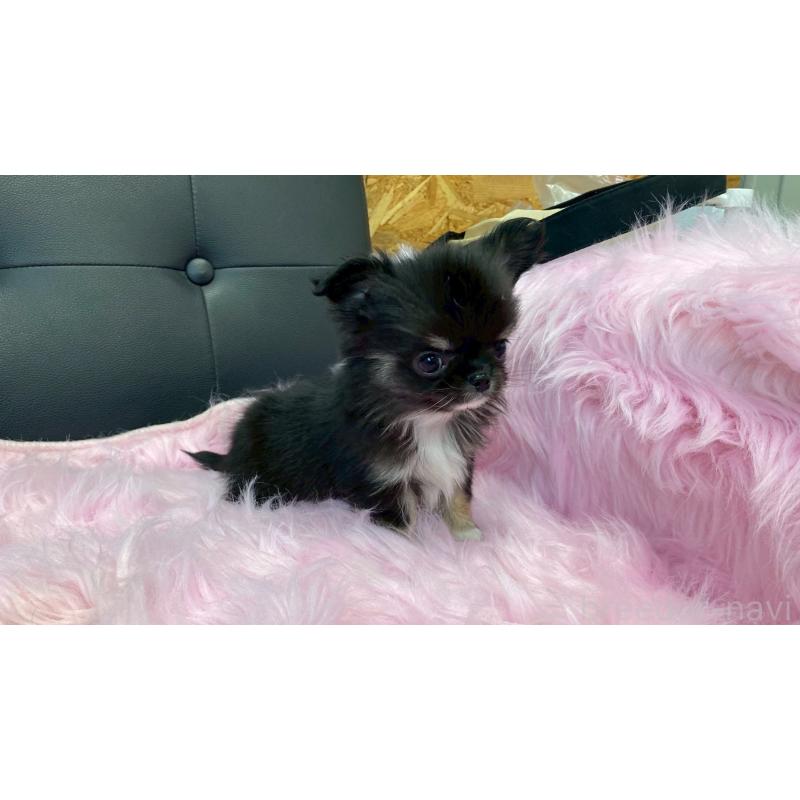 販売中の兵庫県のチワワ(ロングコート)-450573の11枚目