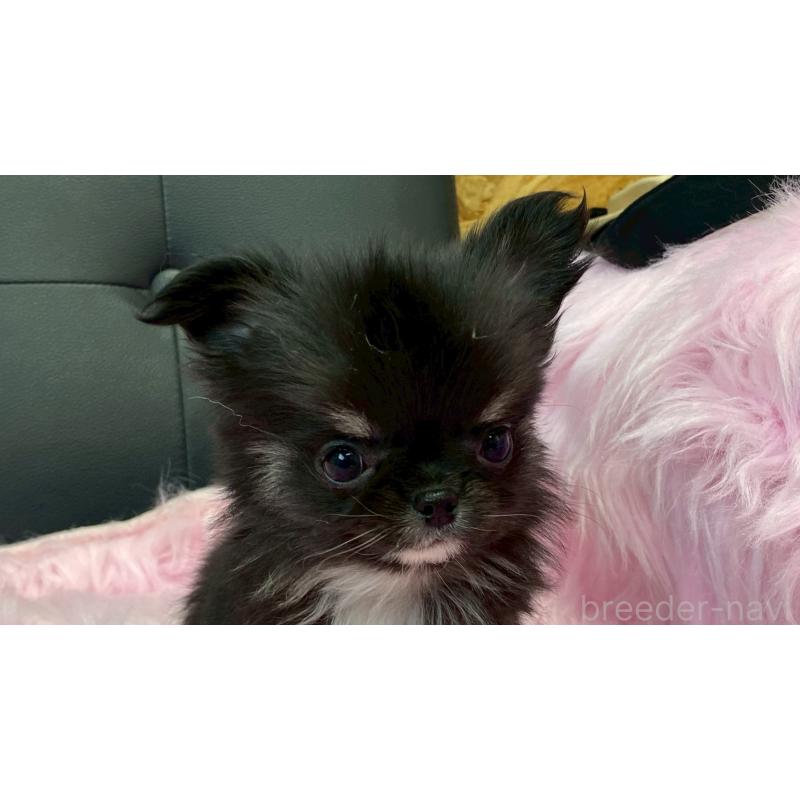 販売中の兵庫県のチワワ(ロングコート)-450573の10枚目