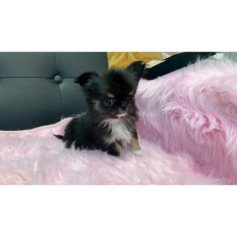 販売中の兵庫県のチワワ(ロングコート)-450573の9枚目