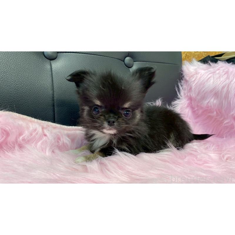 販売中の兵庫県のチワワ(ロングコート)-450573の8枚目