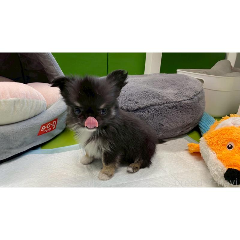 販売中の兵庫県のチワワ(ロングコート)-450573の7枚目