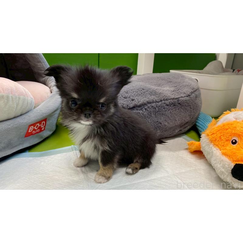 販売中の兵庫県のチワワ(ロングコート)-450573の6枚目