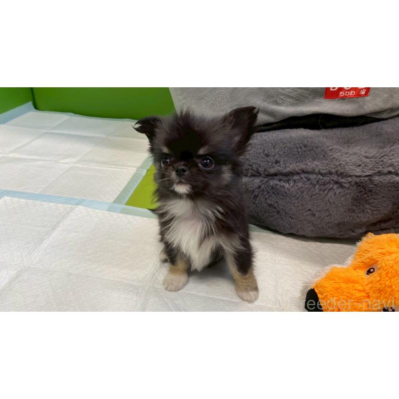 販売中の兵庫県のチワワ(ロングコート)-450573の5枚目