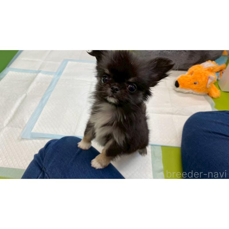 販売中の兵庫県のチワワ(ロングコート)-450573の4枚目