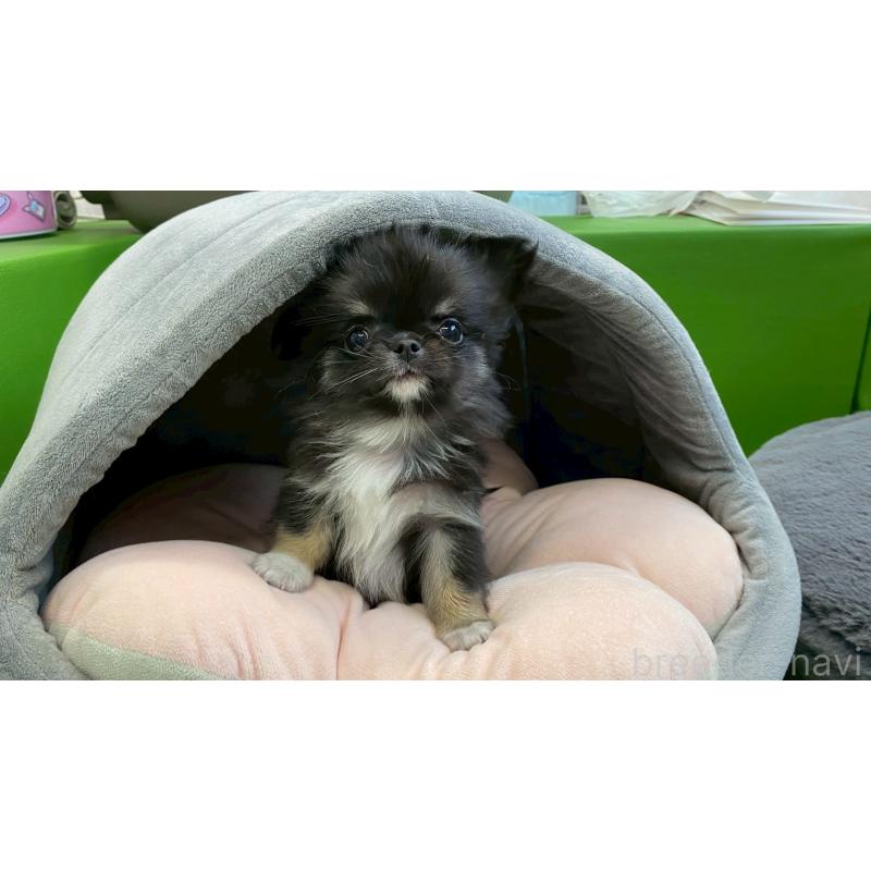 販売中の兵庫県のチワワ(ロングコート)-450573の2枚目