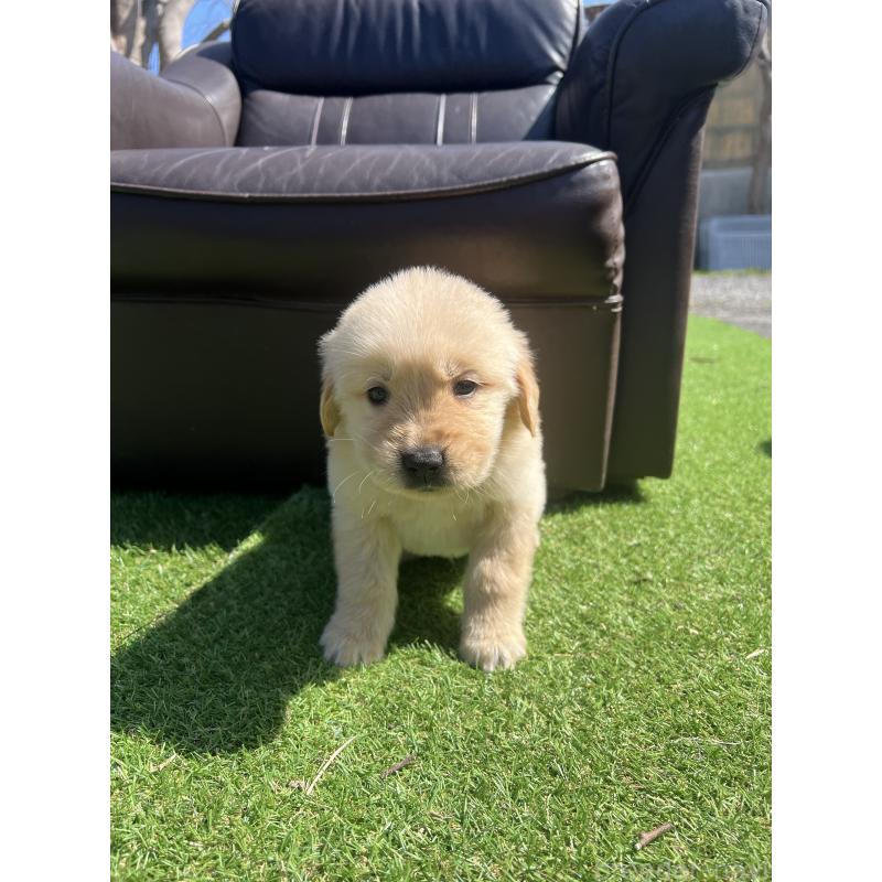 販売中の静岡県のゴールデンレトリーバー-444728の7枚目