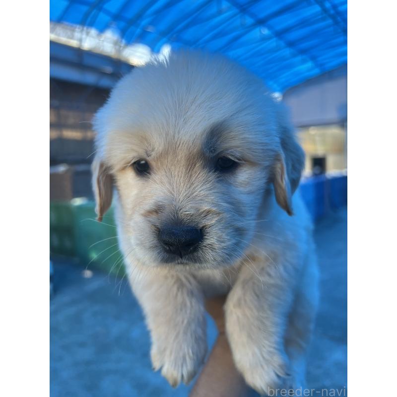 販売中の静岡県のゴールデンレトリーバー-444728の5枚目