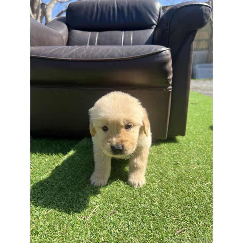 販売中の静岡県のゴールデンレトリーバー-444728の4枚目