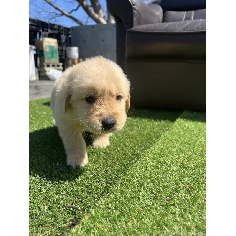 販売中の静岡県のゴールデンレトリーバー-444728の3枚目