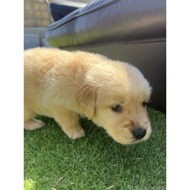 販売中の静岡県のゴールデンレトリーバー-444728の2枚目