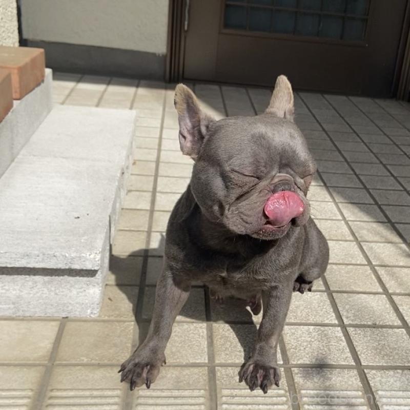 販売中の埼玉県のフレンチブルドッグ-450577の5枚目