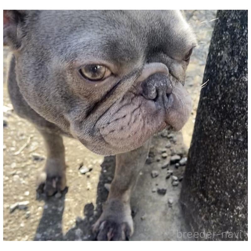販売中の埼玉県のフレンチブルドッグ-450577の3枚目