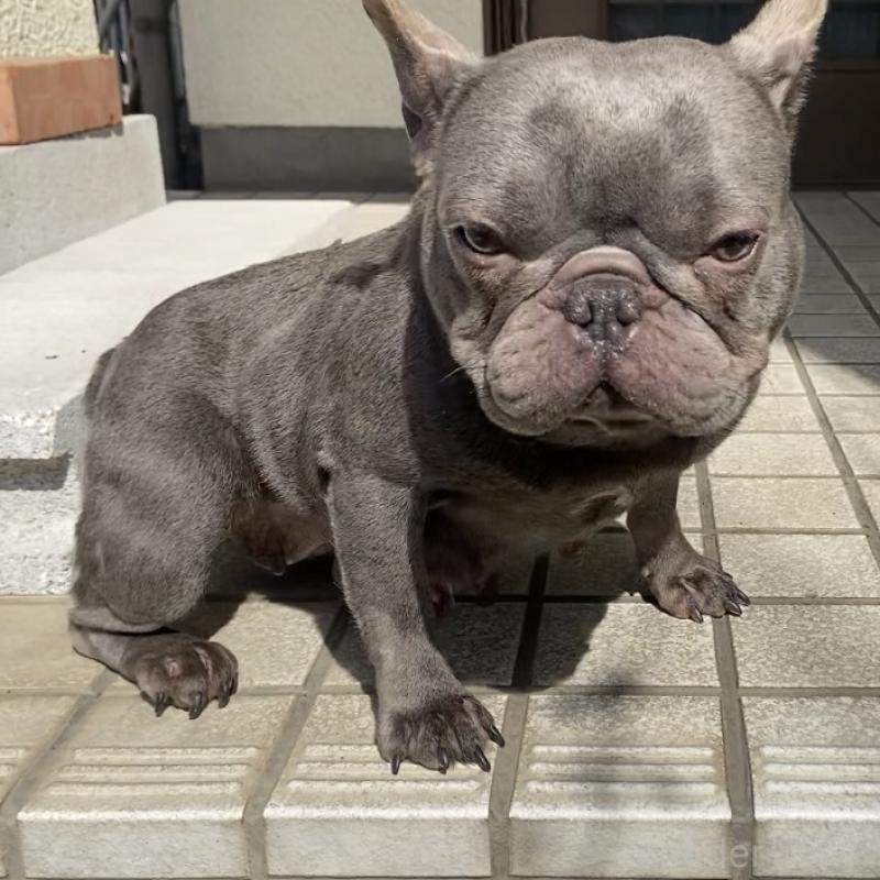販売中の埼玉県のフレンチブルドッグ-450577の2枚目