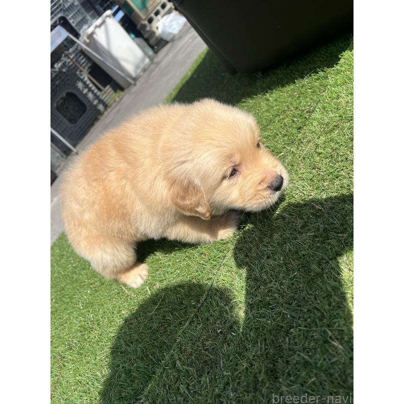 販売中の静岡県のゴールデンレトリーバー-446179の7枚目