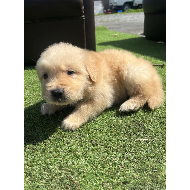 販売中の静岡県のゴールデンレトリーバー-446179の6枚目