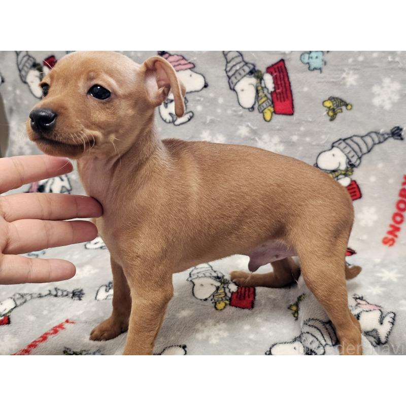 販売中の愛知県のミニチュアピンシャー(ミニピン)-450581の7枚目