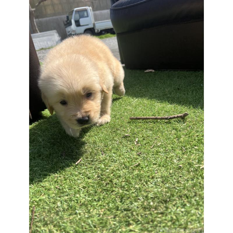 販売中の静岡県のゴールデンレトリーバー-446179の5枚目