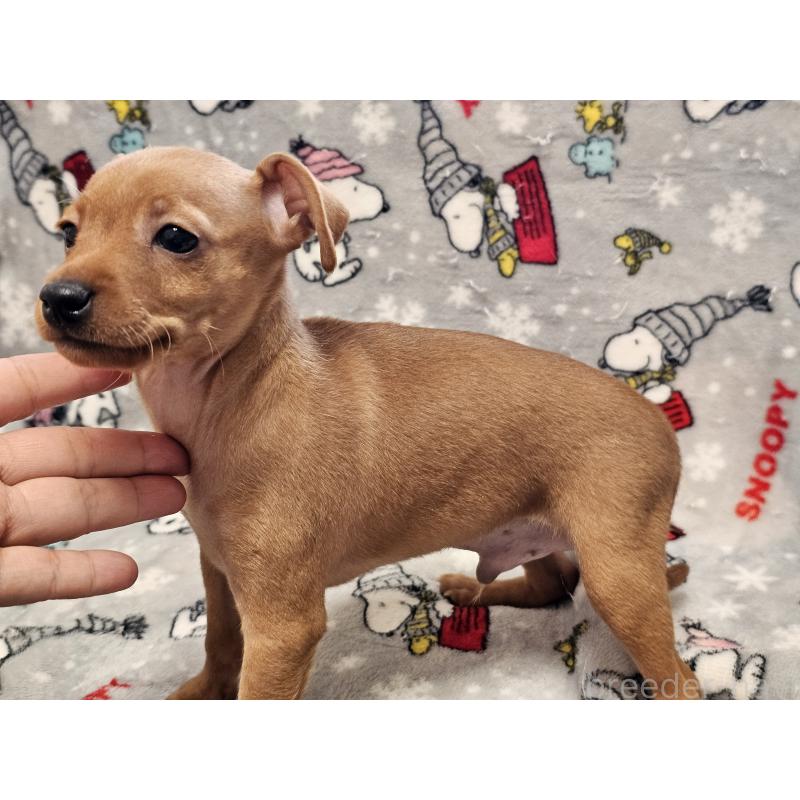 販売中の愛知県のミニチュアピンシャー(ミニピン)-450581の6枚目