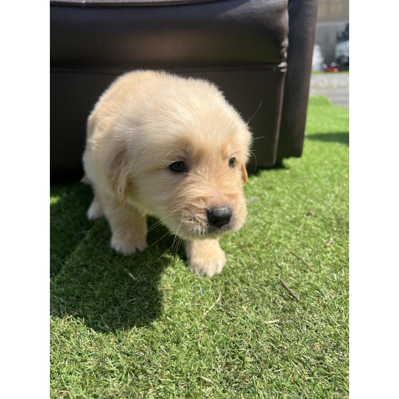 販売中の静岡県のゴールデンレトリーバー-446179の4枚目