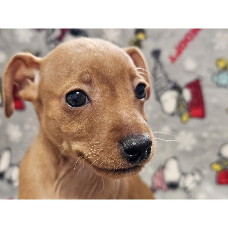 販売中の愛知県のミニチュアピンシャー(ミニピン)-450581の5枚目