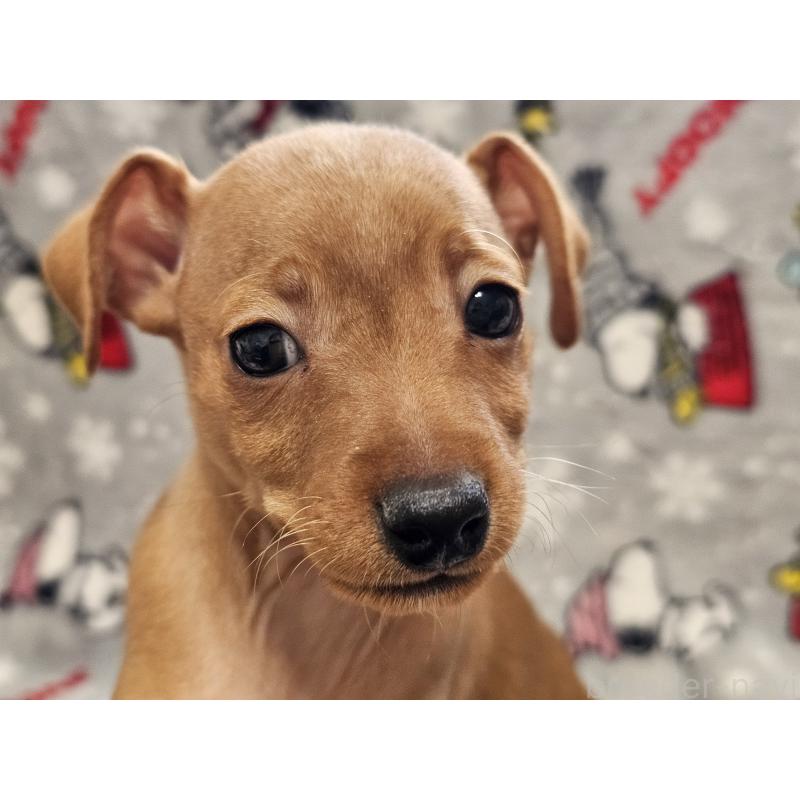 販売中の愛知県のミニチュアピンシャー(ミニピン)-450581の4枚目