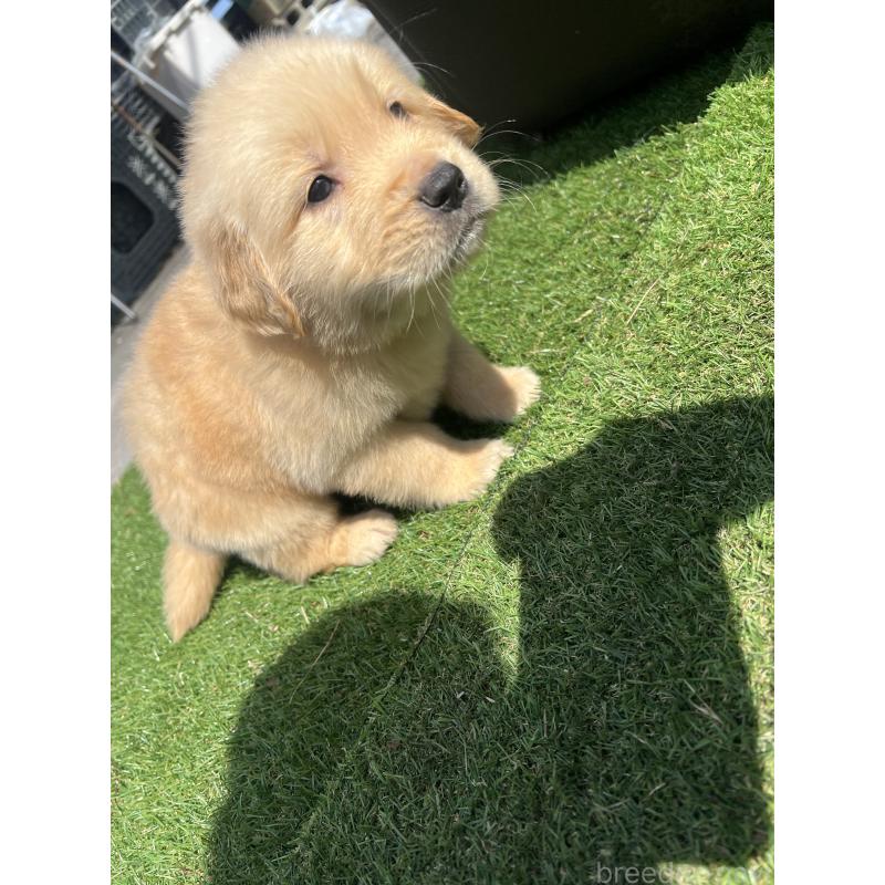 販売中の静岡県のゴールデンレトリーバー-446179の3枚目