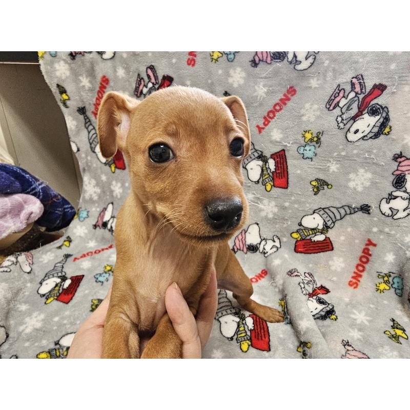 販売中の愛知県のミニチュアピンシャー(ミニピン)-450581の3枚目