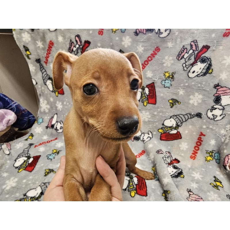 販売中の愛知県のミニチュアピンシャー(ミニピン)-450581の2枚目