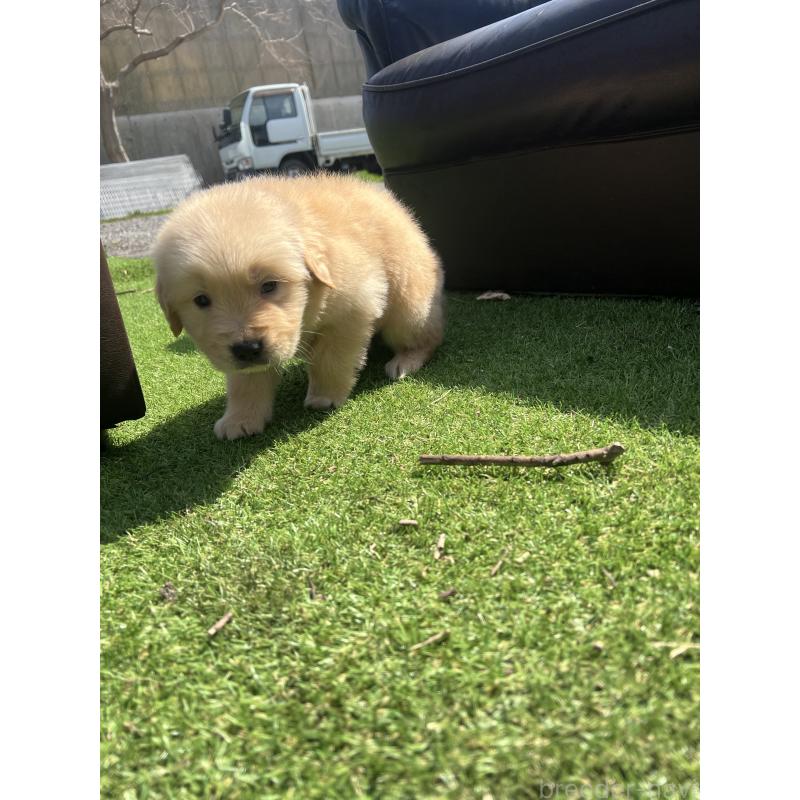 販売中の静岡県のゴールデンレトリーバー-446179の2枚目