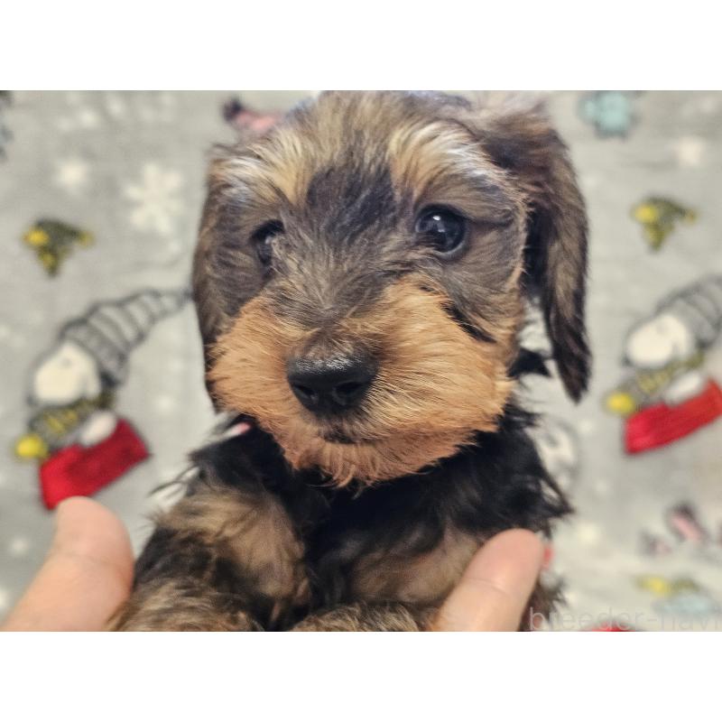 販売中の愛知県のミニチュアダックスフンド(ワイヤーヘアード)-450582の6枚目