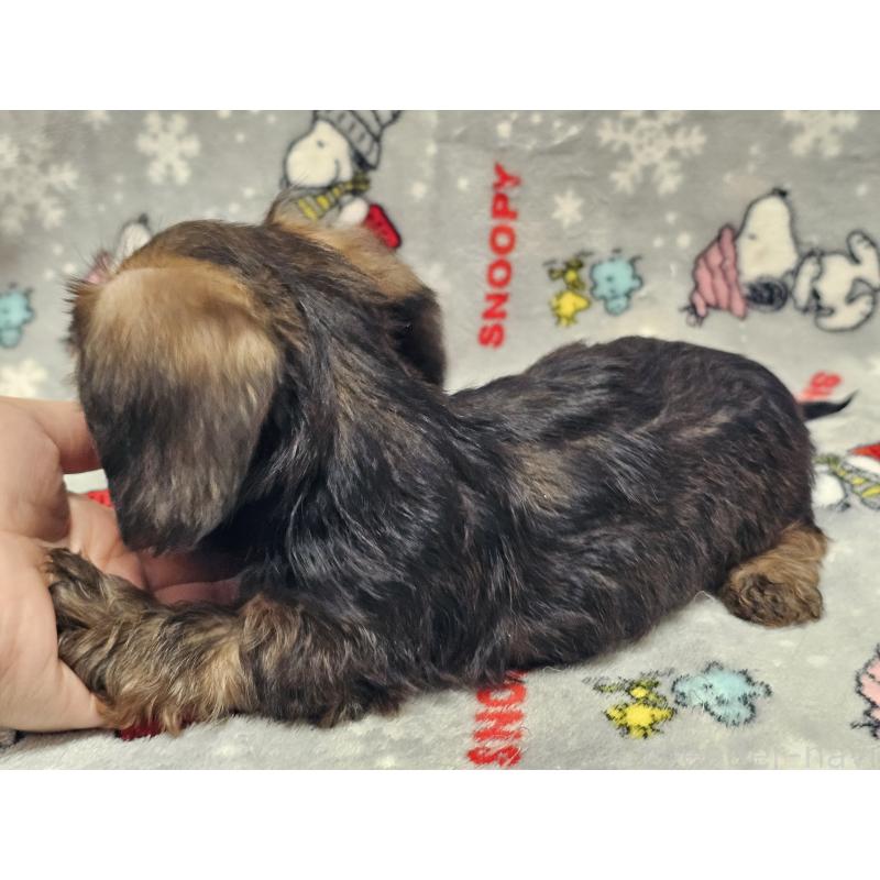 販売中の愛知県のミニチュアダックスフンド(ワイヤーヘアード)-450582の5枚目