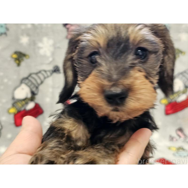 販売中の愛知県のミニチュアダックスフンド(ワイヤーヘアード)-450582の4枚目