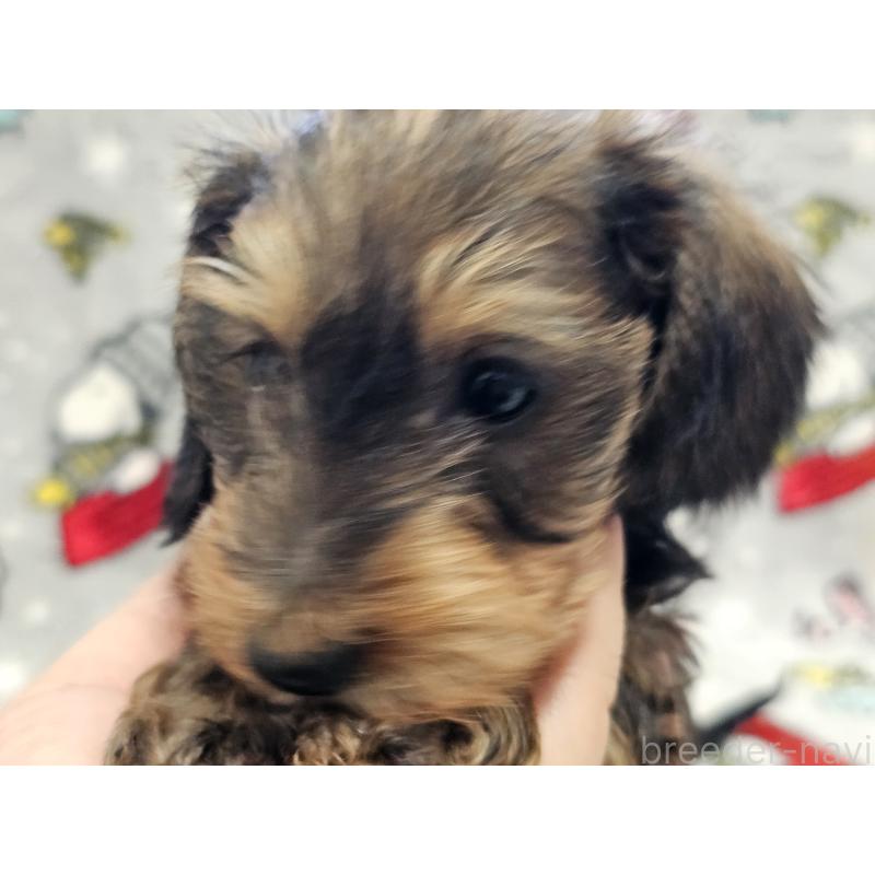 販売中の愛知県のミニチュアダックスフンド(ワイヤーヘアード)-450582の3枚目