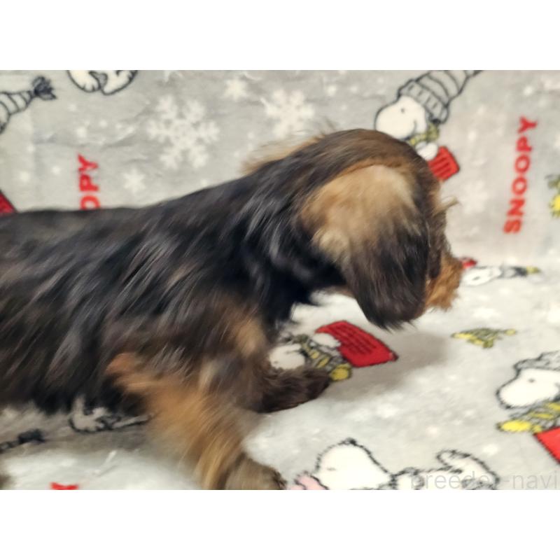 販売中の愛知県のミニチュアダックスフンド(ワイヤーヘアード)-450582の2枚目