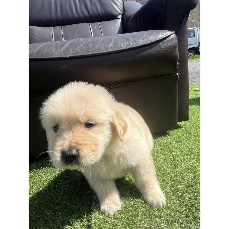 販売中の静岡県のゴールデンレトリーバー-446180