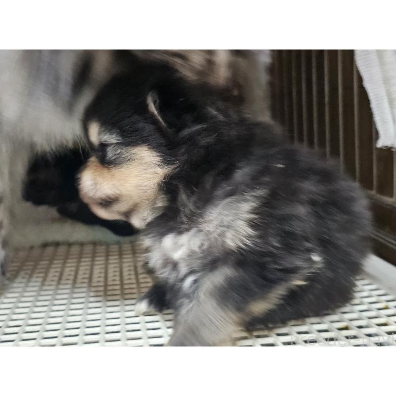 販売中の愛知県のポメラニアン-450585の7枚目