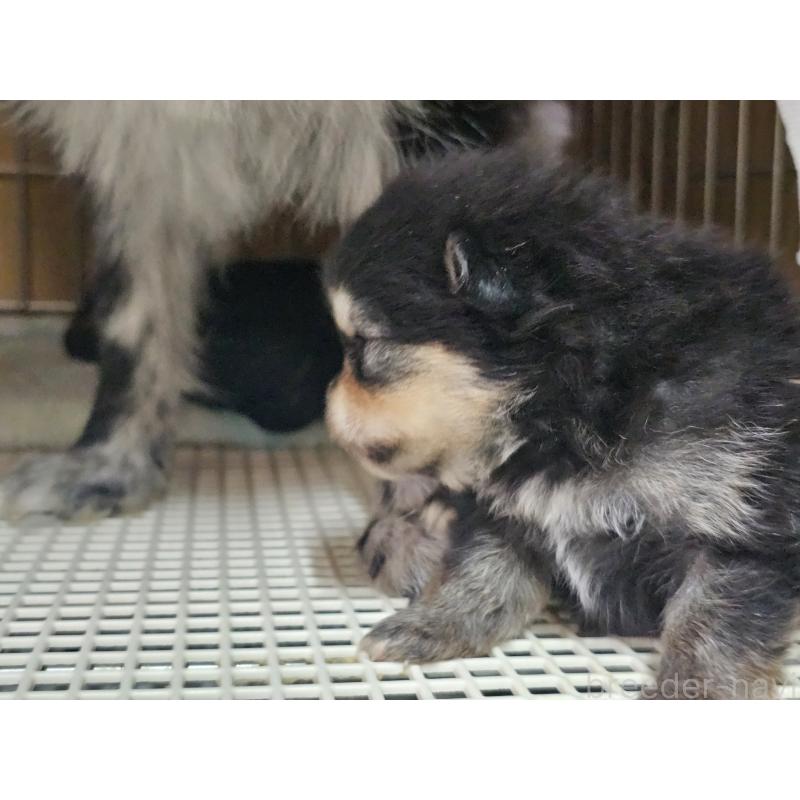 販売中の愛知県のポメラニアン-450585の6枚目