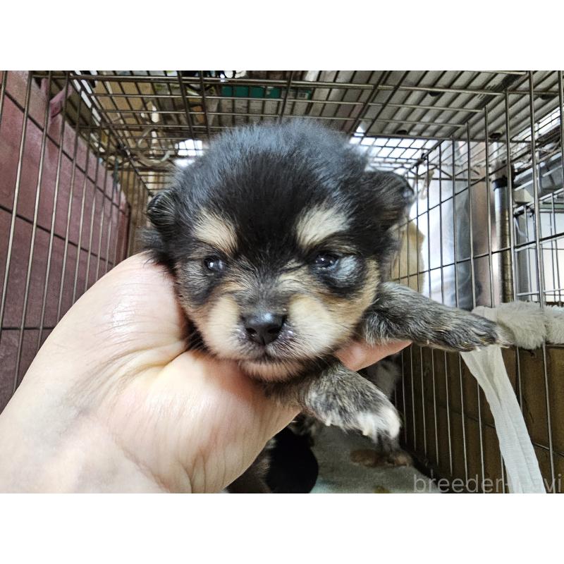 販売中の愛知県のポメラニアン-450585の5枚目