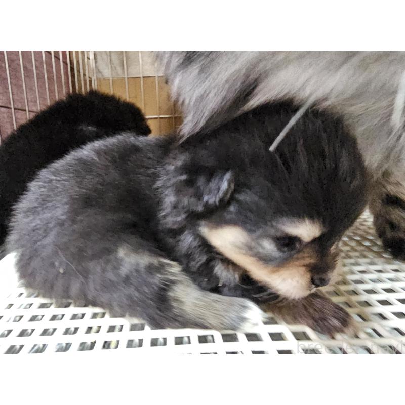 販売中の愛知県のポメラニアン-450585の4枚目