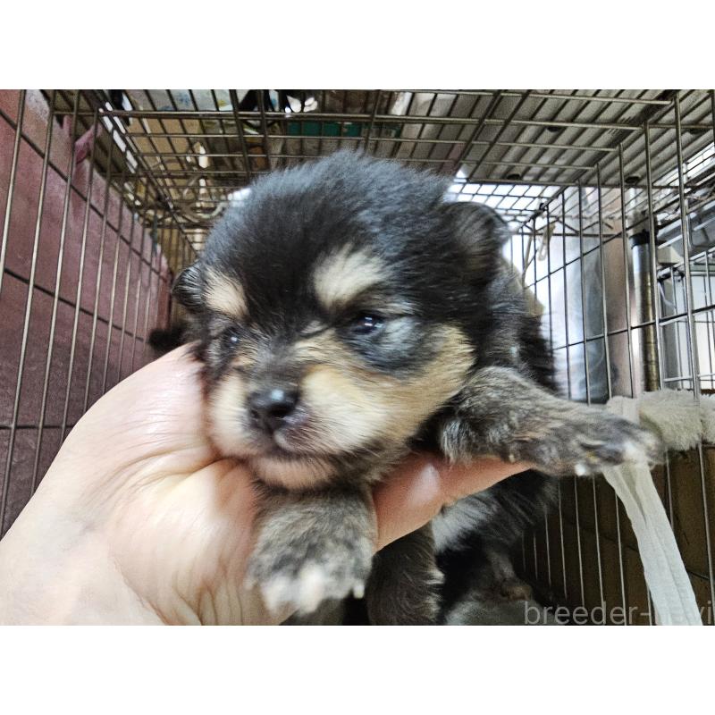 販売中の愛知県のポメラニアン-450585の3枚目