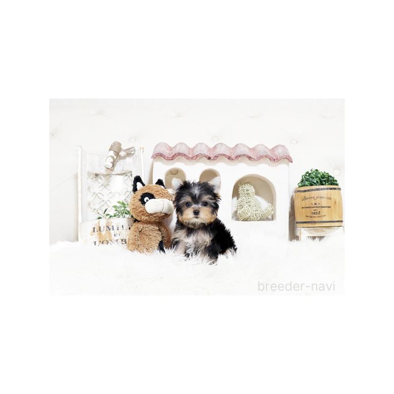 販売中の佐賀県のヨークシャーテリア-450583の5枚目