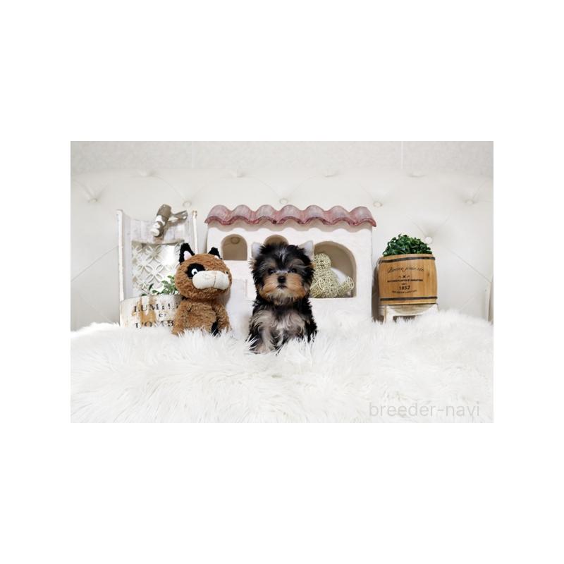 販売中の佐賀県のヨークシャーテリア-450583の4枚目