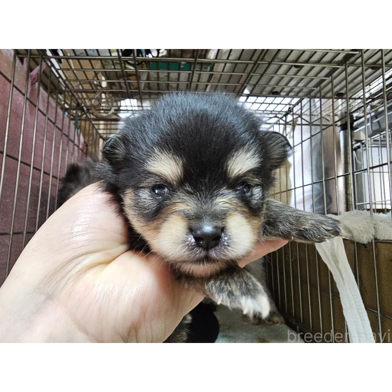 販売中の愛知県のポメラニアン-450585の2枚目