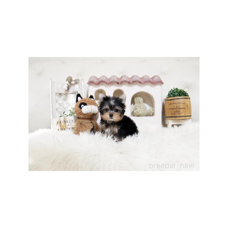 販売中の佐賀県のヨークシャーテリア-450583の3枚目