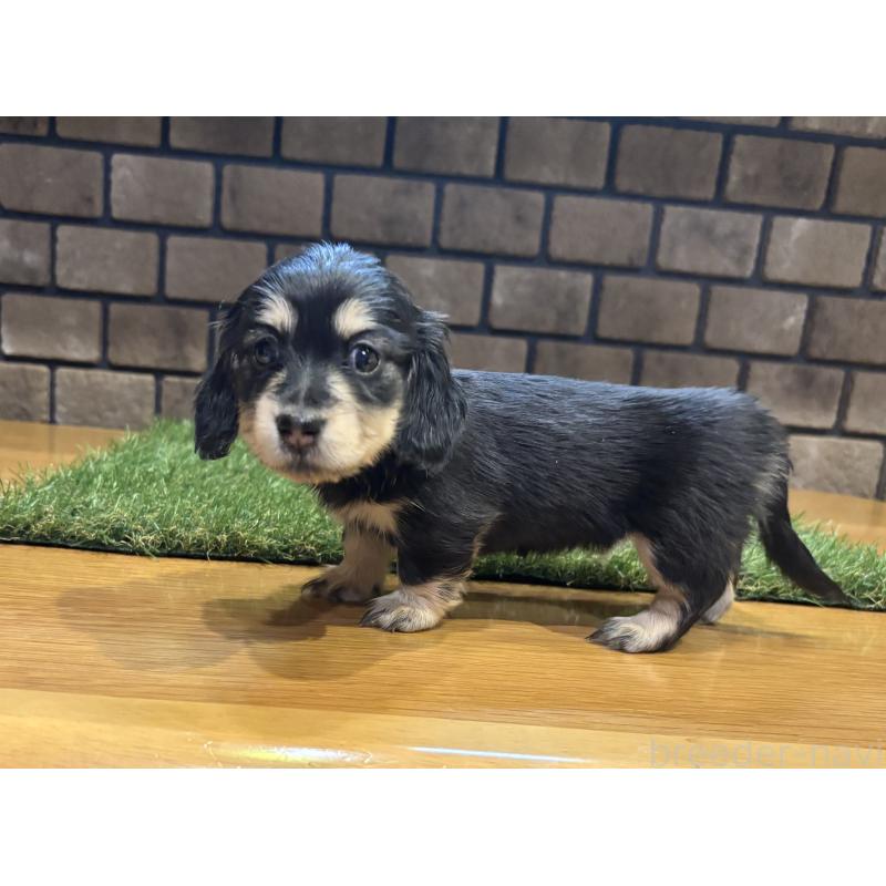 販売中の兵庫県のカニンヘンダックスフンド(ロングヘアード)-450527の2枚目