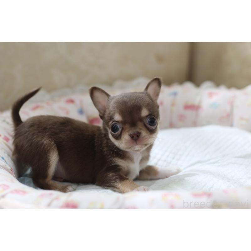 販売中の兵庫県のチワワ(スムースコート)-450592の4枚目